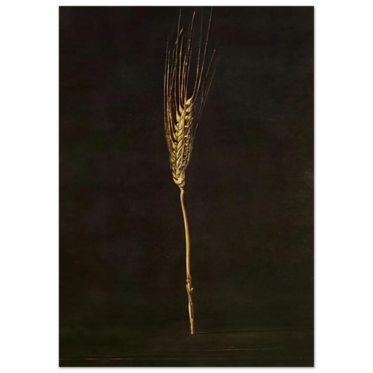 WHEAT EAR Poster | Salvador Dali Poster | Salvador Dali Store