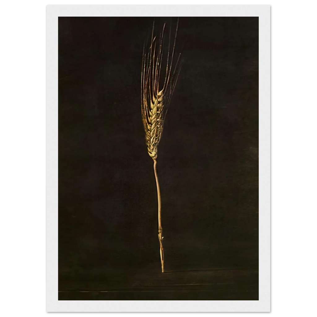 WHEAT EAR Framed Poster | Salvador Dali Framed Prints Wall Art | Salvador Dali Store