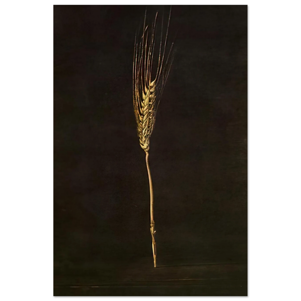 WHEAT EAR Poster | Salvador Dali Poster | Salvador Dali Store